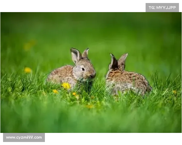 暗月岛深潜探索：兔子栖息地与生态奇观的神秘关系揭秘