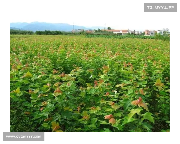 高地红石榴的栽培技巧与日常护理方法全解析