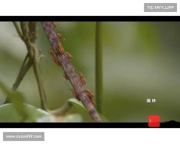 踏入神兽森林开启奇妙探秘旅程邂逅传说生灵解锁自然秘境 踏入神兽森林开启奇妙探秘旅程邂逅传说生灵解锁自然秘境